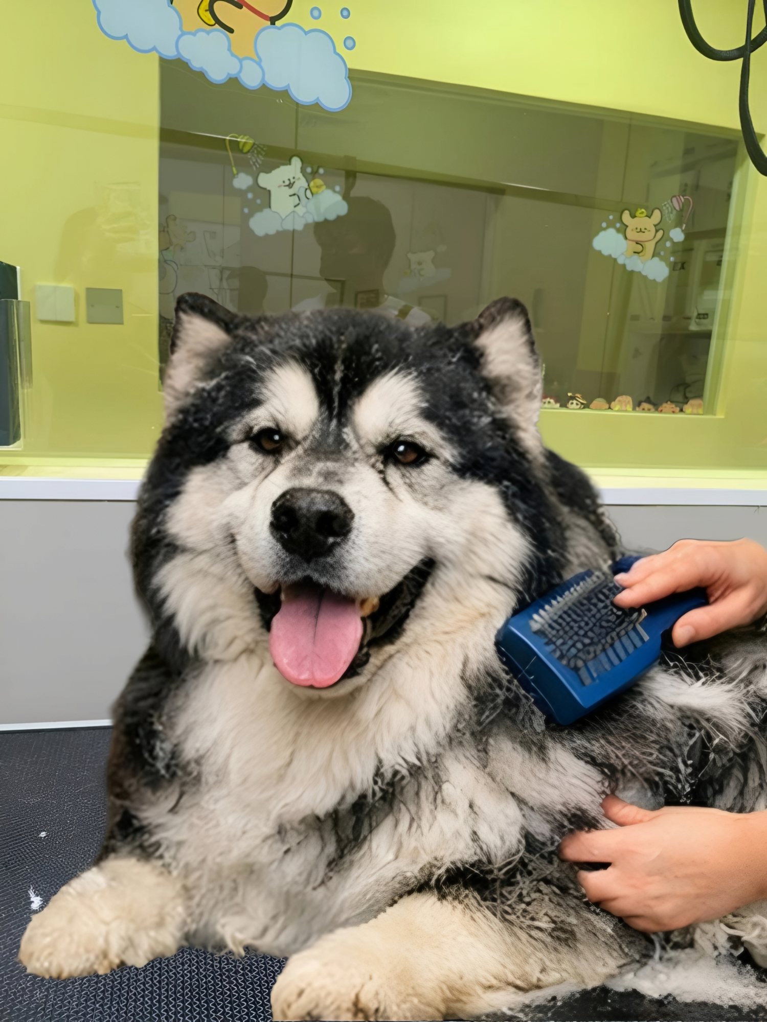 A happy dog enjoying a gentle brush-out at Pet Moment Pets Grooming in Deira, Dubai